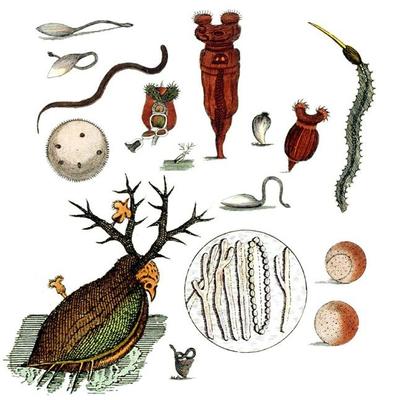 與上帝平起平坐的微生物 生物起源于它，人類未來依靠它